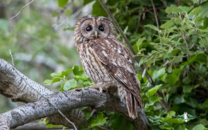 Norfolk Spring and Summer Birding Tour