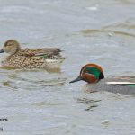 Norfolk coast birding tours