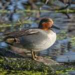 Norfolk birding tours