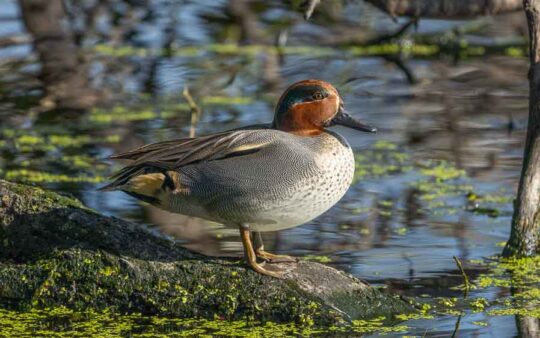 Norfolk birding tours