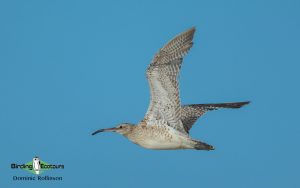 Norfolk Spring and Summer Birding Tour