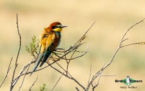 Lesvos birding tours