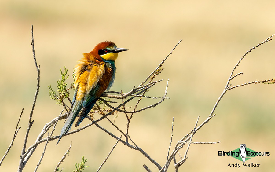 Greece birding tours