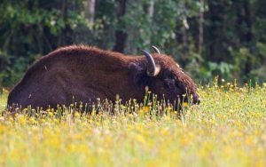 Poland birding tours