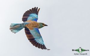 Greece spring birding tour