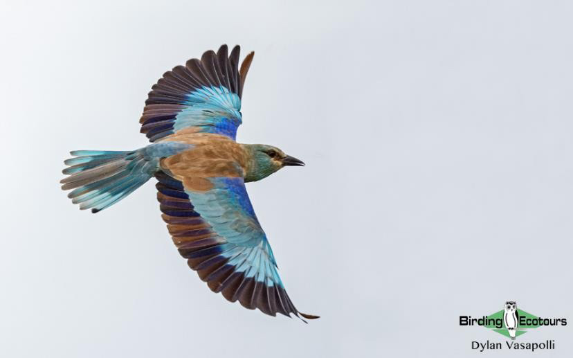 Greece birding tours