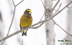 Minnesota birding tours