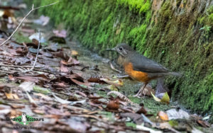 Borneo birding tours