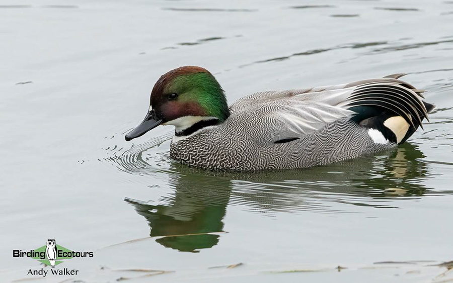 Japan Winter Birds