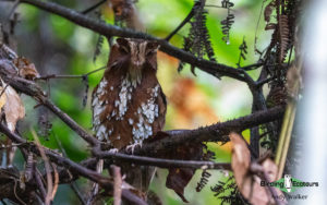 West Papua birding tours