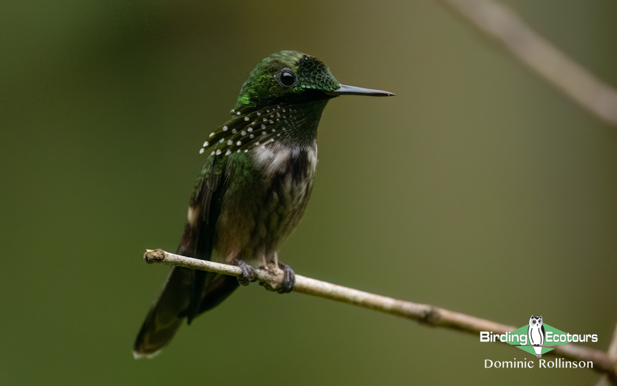 Southeast Brazil bird tour