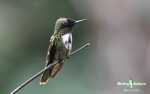 Southeast Brazil birding tour