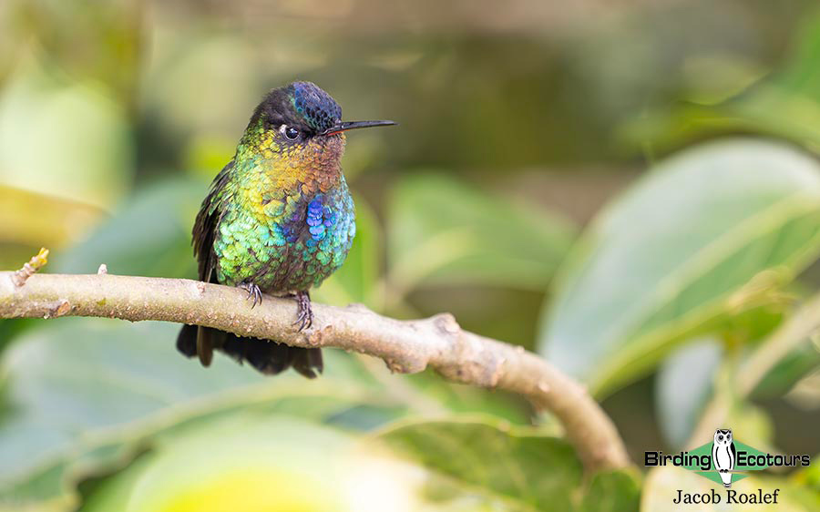 Costa Rica Birding Escape
