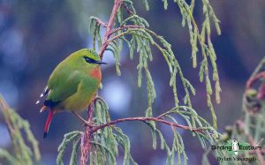 Bhutan Himalayas birding tours