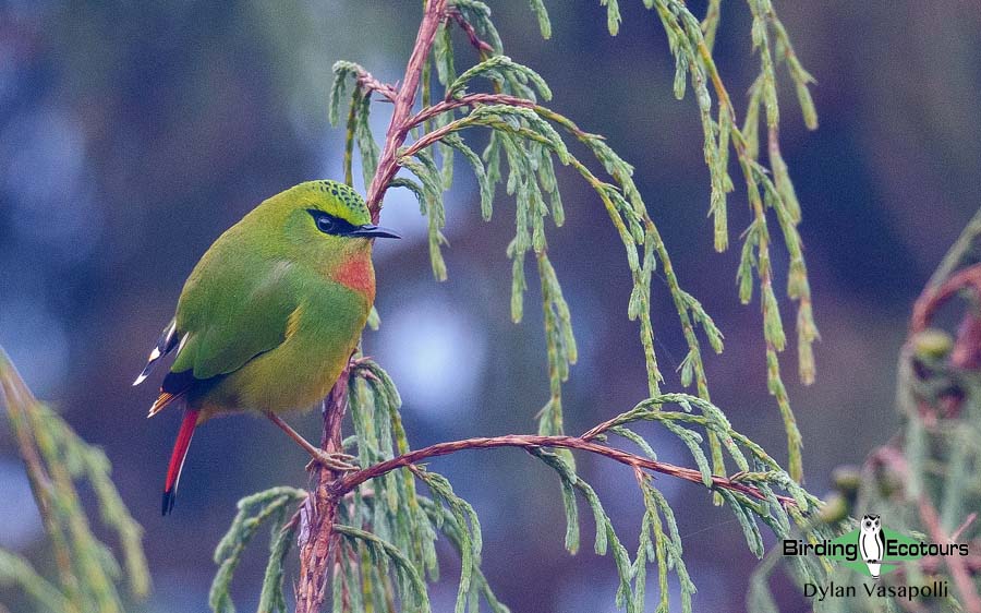 Bhutan birding tours