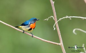 The Philippines Endemic Birding