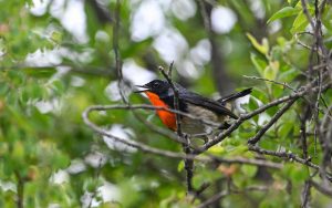 Sichuan birding tours