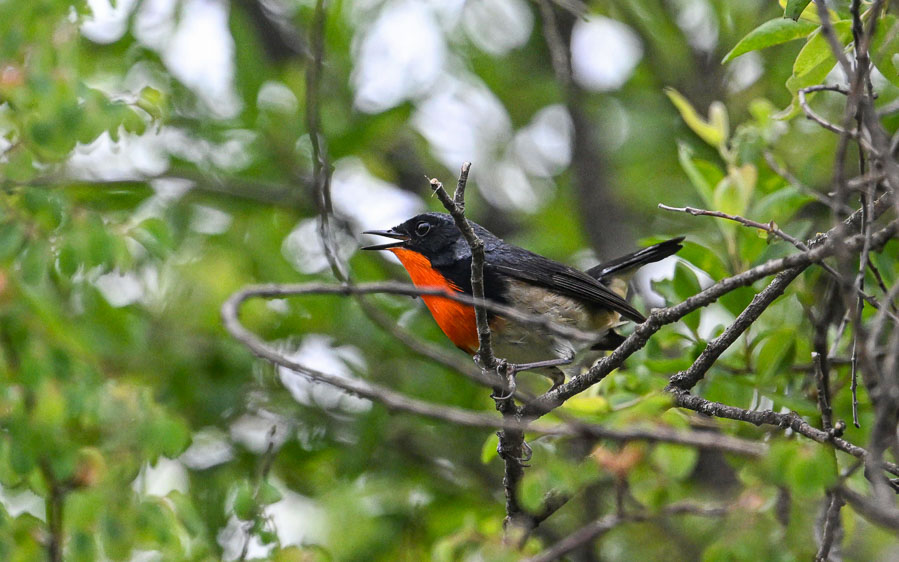 Sichuan birding tours