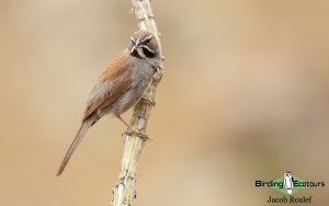 Southeast Arizona birding tour