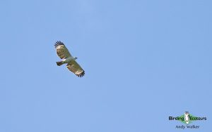 Lesser Sunda Islands birding tour