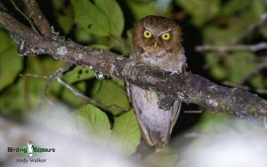 Lesser Sunda Islands birding tour