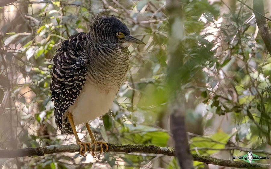 Papua New Guinea birding tours