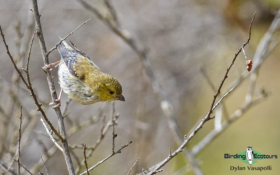 Tasmanian birding tours