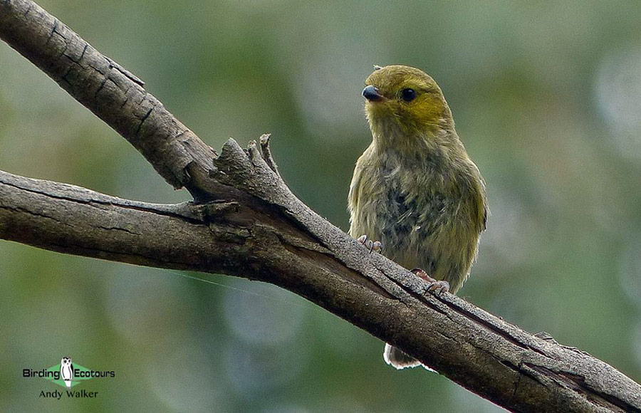 Tasmanian birding tours