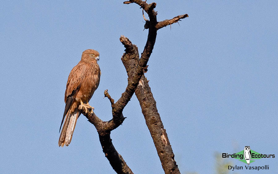 Senegal birding tour