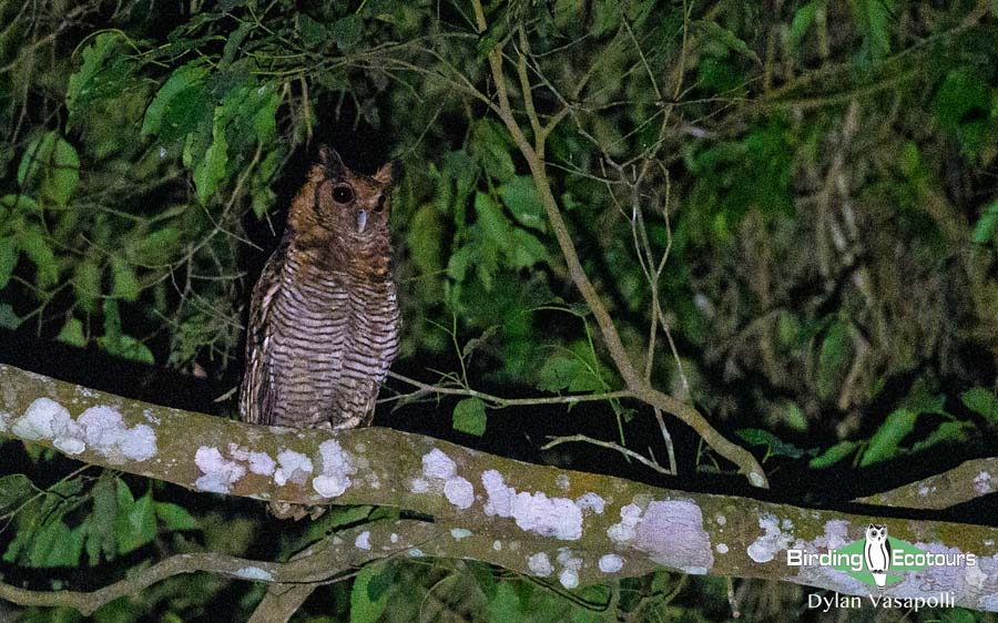 Ghana birding tours