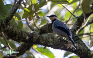 Borneo birding tours