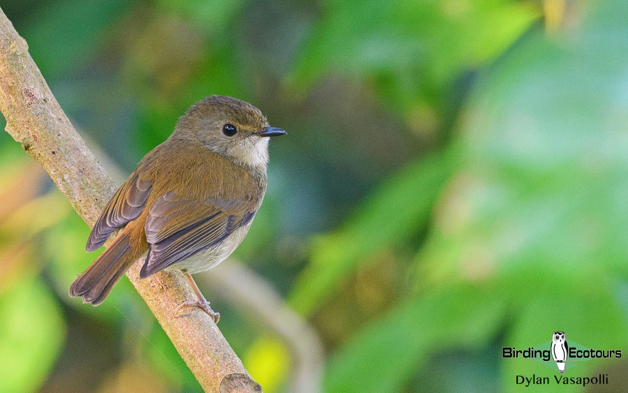 Angola birding tours