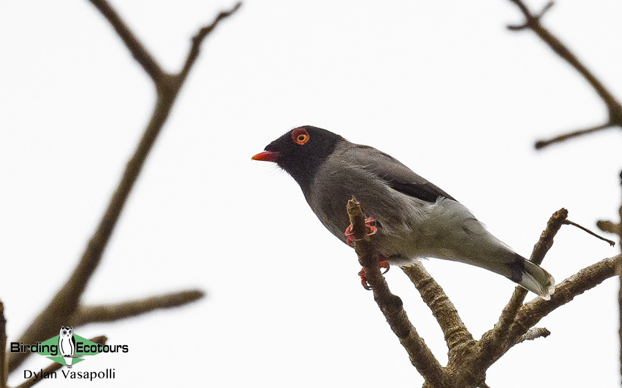 Angola birding tours