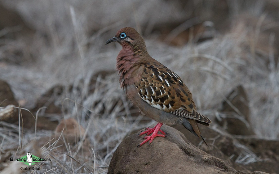 Galápagos: Natural History birding tour