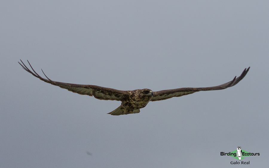 Galápagos: Natural History birding tour