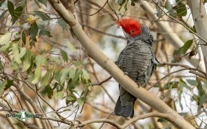 Outback birding tours