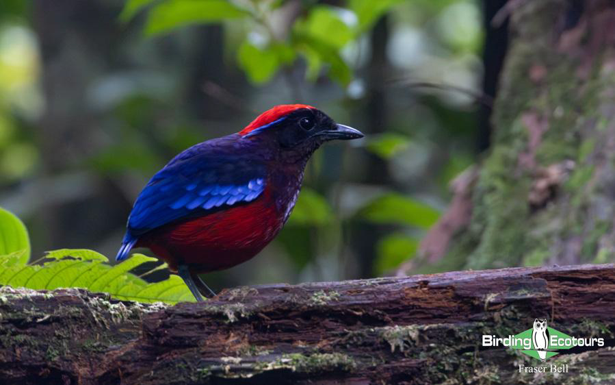Malaysia birding tours
