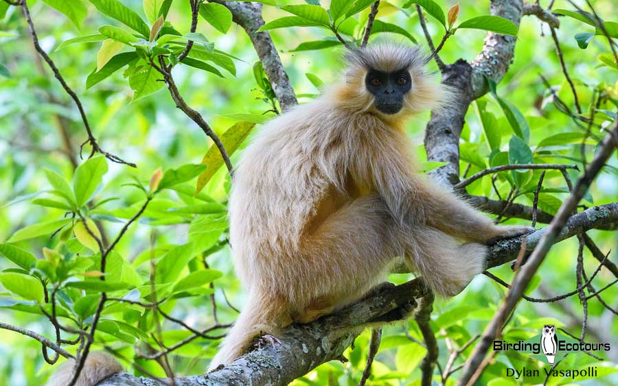 Himalayas birding tours