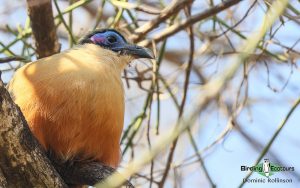 Complete Madagascar birding tour