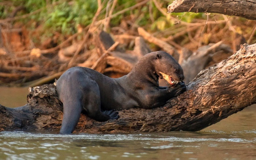 Brazil birding report