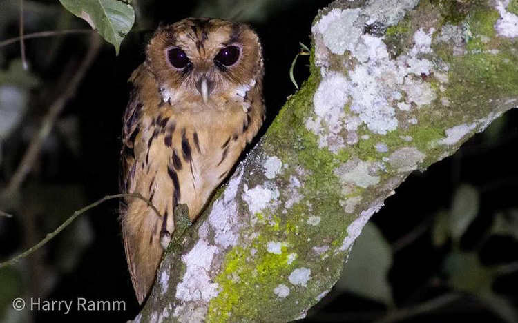 The Philippines Endemic Birding 