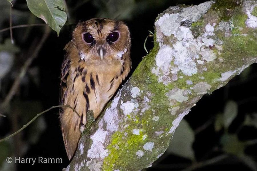 The Philippines Endemic Birding 