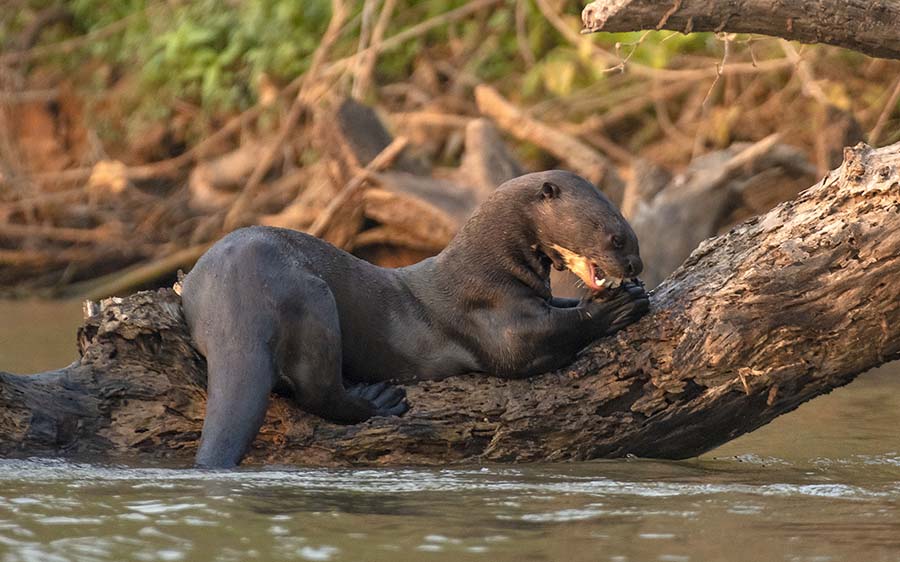 Brazil birding tours