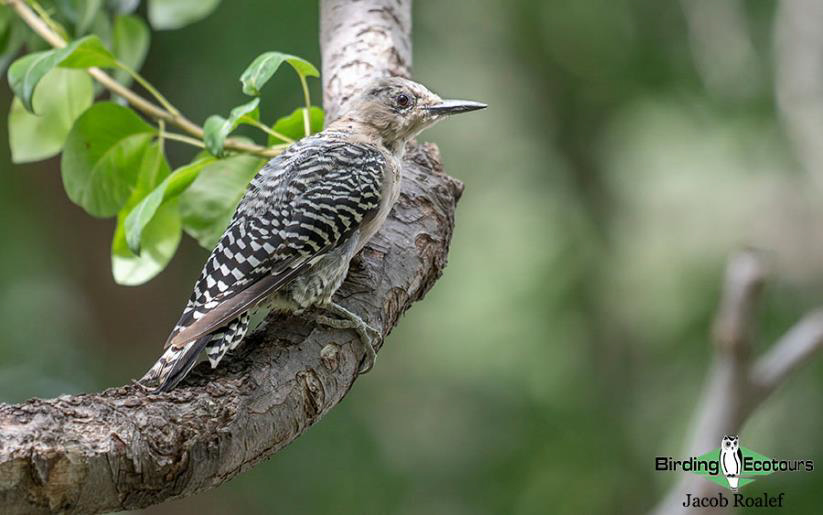 Tote Bag of Gilded Flicker (Colaptes chrysoides)