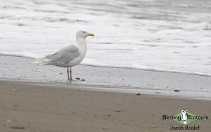 Alaska birding tours