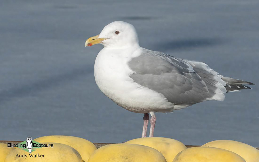 Japan Winter Birds