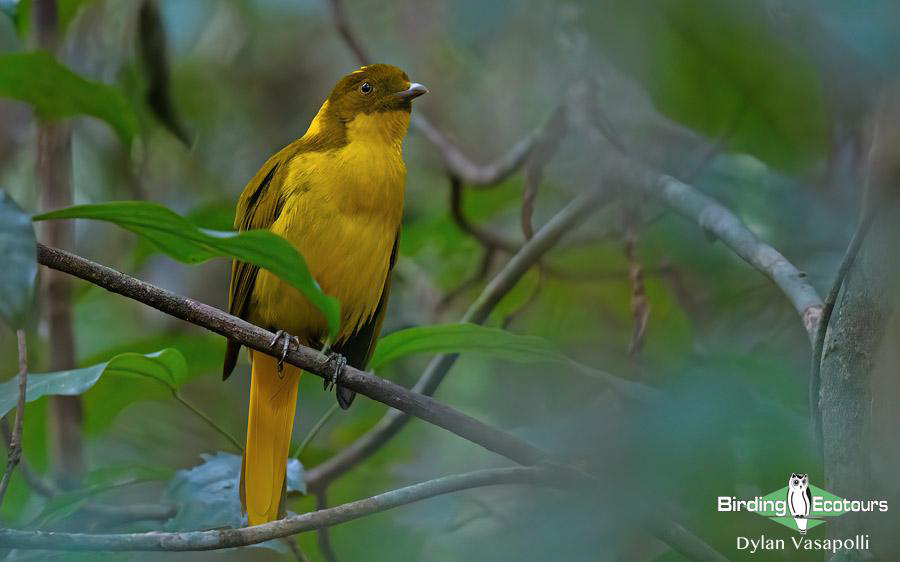 Outback birding tours