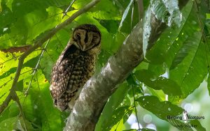 Papua New Guinea birding tours