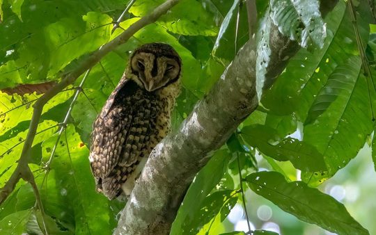 Papua New Guinea Birding Tour