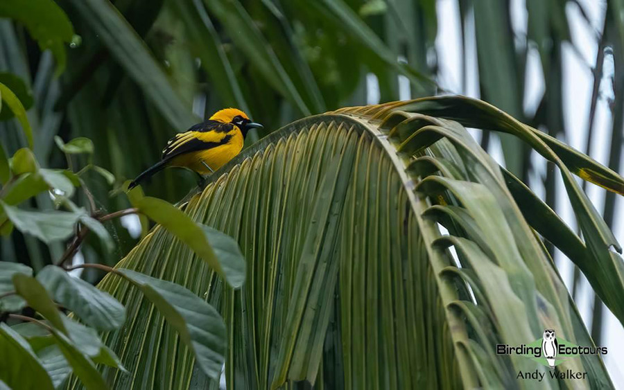 Papua New Guinea birding tours